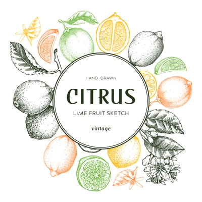 Lime fruit frame. Botanical design template. Citrus fruit sketches in color. Exotic plants banner. Hand drawn vector illustration. NOT AI generated